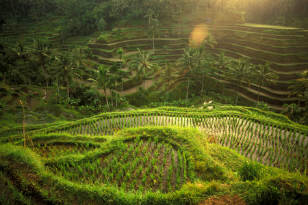 The Landscape of the Ricefields and Rice Terraces near Tegallalang North of Ubud of the Island Bali in Indonesia.  Indonesia, Bali, March,1, 2001のeditorial素材