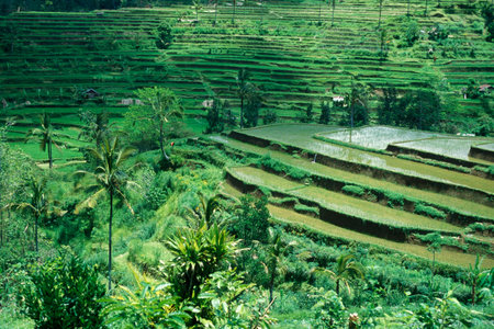 The Landscape of the Ricefields and Rice Terraces near Tegallalang North of Ubud of the Island Bali in Indonesia.  Indonesia, Bali, March,1, 2001のeditorial素材