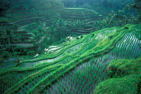 The Landscape of the Ricefields and Rice Terraces near Tegallalang North of Ubud of the Island Bali in Indonesia.  Indonesia, Bali, March,1, 2001のeditorial素材