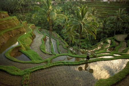 The Landscape of the Ricefields and Rice Terraces near Tegallalang North of Ubud of the Island Bali in Indonesia.  Indonesia, Bali, March,1, 2001のeditorial素材