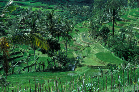 The Landscape of the Ricefields and Rice Terraces near Tegallalang North of Ubud of the Island Bali in Indonesia.  Indonesia, Bali, March,1, 2001のeditorial素材