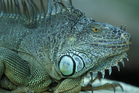 a animal of green Iguana at a Park of the Island Bali in Indonesia.  Indonesia, Bali, March,3, 2001のeditorial素材