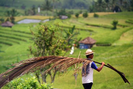 a ricefield and Landscape in central Bali on the island Bali in indonesia in southeastasiaのeditorial素材