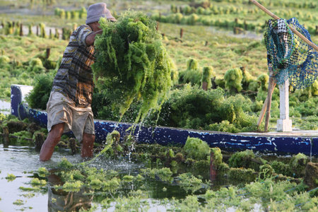 people at work on a seawead plantation on the Island Nusa Lembongan Island near the island Bali in indonesia in southeastasiaのeditorial素材