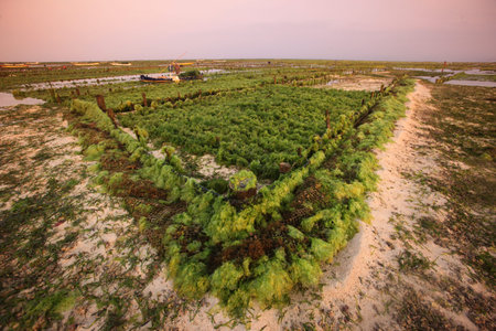 people at work on a seawead plantation on the Island Nusa Lembongan Island near the island Bali in indonesia in southeastasiaのeditorial素材