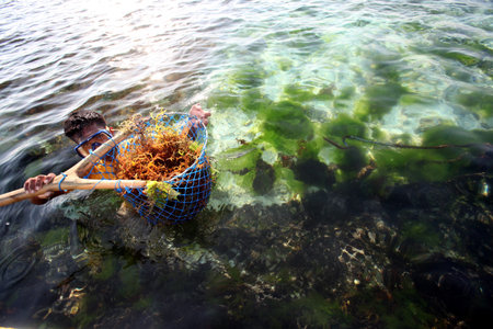 people at work on a seawead plantation on the Island Nusa Lembongan Island near the island Bali in indonesia in southeastasiaのeditorial素材