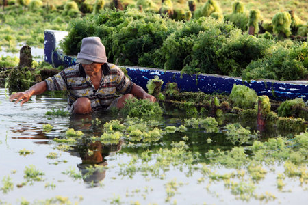 people at work on a seawead plantation on the Island Nusa Lembongan Island near the island Bali in indonesia in southeastasiaのeditorial素材