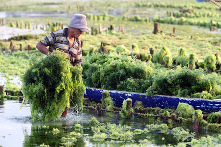 people at work on a seawead plantation on the Island Nusa Lembongan Island near the island Bali in...