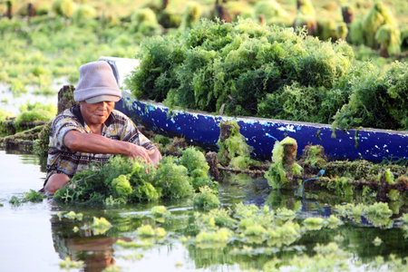 people at work on a seawead plantation on the Island Nusa Lembongan Island near the island Bali in indonesia in southeastasiaのeditorial素材