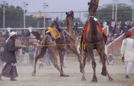 a camel herder at the Bikaner Camel Festival and Race in the Town of Bikaner in the Province of...