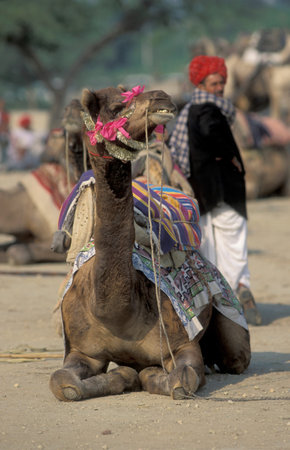 a camel herder at the Bikaner Camel Festival in the Town of Bikaner in the Province of Rajasthan in...