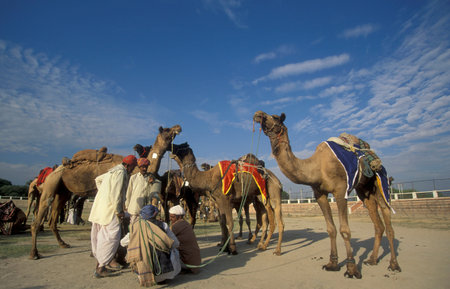 a camel herder at the Bikaner Camel Festival in the Town of Bikaner in the Province of Rajasthan in...