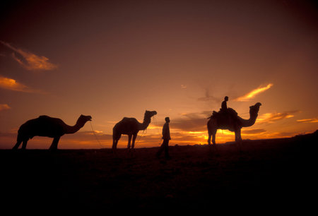 a Farmer with his Camel at a sunset in the Thar Desert near the Town of Jaisalmer in the Province of Rajasthan in India.  India, Jaisalmer, January, 1998のeditorial素材