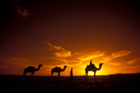 a Farmer with his Camel at a sunset in the Thar Desert near the Town of Jaisalmer in the Province of Rajasthan in India.  India, Jaisalmer, January, 1998のeditorial素材