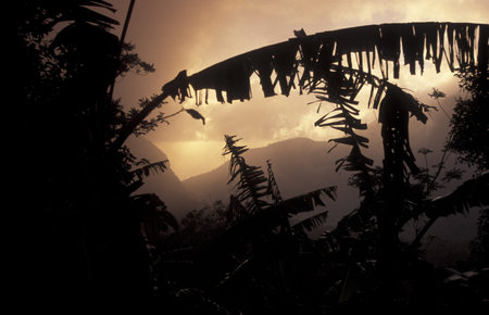 the mountain Landscape on the Island of Anjouan on the Comoros Ilands in the Indian Ocean in Africa.