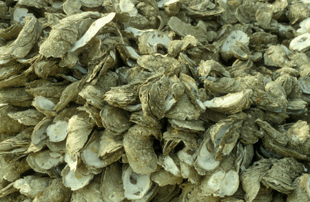 frsh seawater Oyster at a Oyster farm and Oyster Reef in the Village of Pak Nai in Hongkong.  China,...