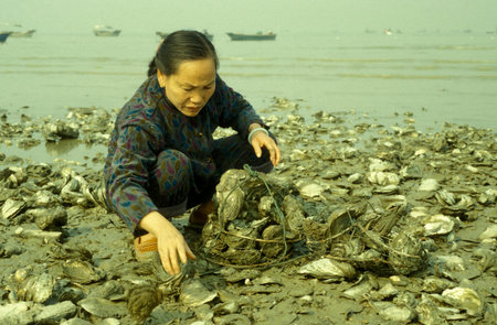 frsh seawater Oyster at a Oyster farm and Oyster Reef in the Village of Pak Nai in Hongkong.  China, Hongkong, May, 1997のeditorial素材