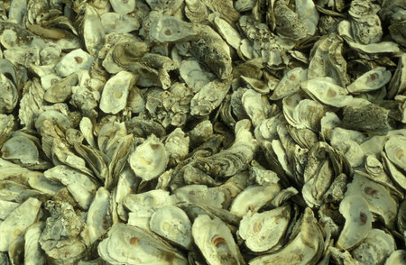 frsh seawater Oyster at a Oyster farm and Oyster Reef in the Village of Pak Nai in Hongkong.  China, Hongkong, May, 1997のeditorial素材