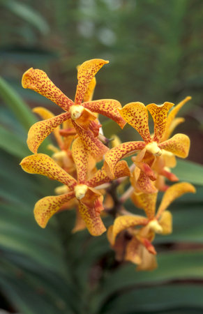 orchid flowers in a garden in the city of Kuala Lumpur in Malaysia.  Malaysia, Kuala Lumpur, January, 2003のeditorial素材