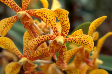 orchid flowers in a garden in the city of Kuala Lumpur in Malaysia.  Malaysia, Kuala Lumpur, January, 2003のeditorial素材