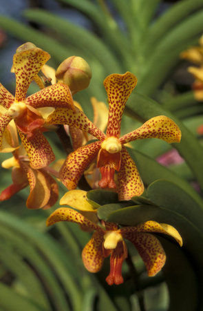 orchid flowers in a garden in the city of Kuala Lumpur in Malaysia.  Malaysia, Kuala Lumpur, January, 2003のeditorial素材