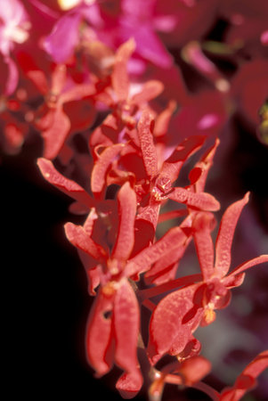 orchid flowers in a garden in the city of Kuala Lumpur in Malaysia.  Malaysia, Kuala Lumpur, January, 2003のeditorial素材