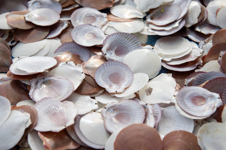 scallops Shells at the River of Village Ban Nam Chiao in the Province of Trat in Thailand.  Thailand, Trat, November, 9, 2025.