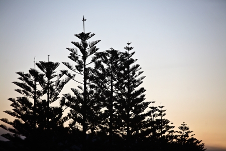 treesの写真素材