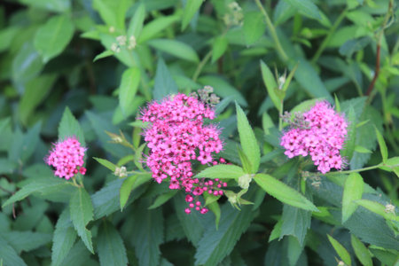 The deep pink color of the Japanese Spiraea is a flower of the rose family.