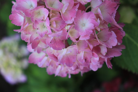 Hydrangeas have beautiful pale pastel colored petals and bloom in Japan from late May to June.