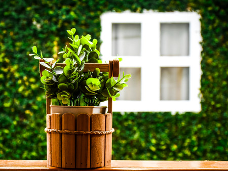 Green plant in the pot on the window opposite the white window.の写真素材
