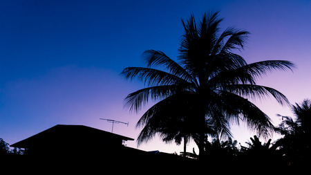 The silhouette picture of the coconut tree in the morning.の写真素材