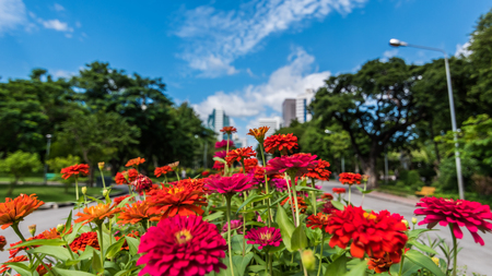 The bloom of colorful flowers in the park.の写真素材