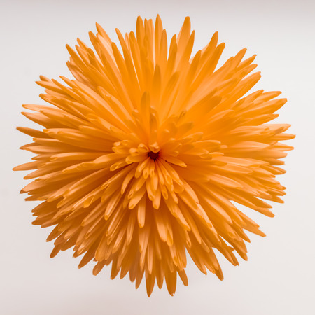 Beautiful orange chrysanthemum on white background.の写真素材