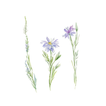 Dried grass floral, Wildflowers, herbs painted in watercolor. Botanical elements isolated on white. Wedding invitation, greeting, card, printのイラスト素材