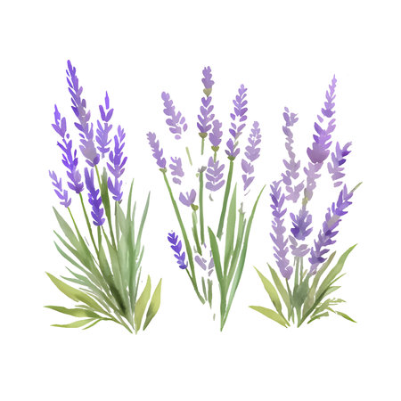 Set of lavender flowers elements. Collection of lavender flowers on a white background. Vector illustration bundle.のイラスト素材