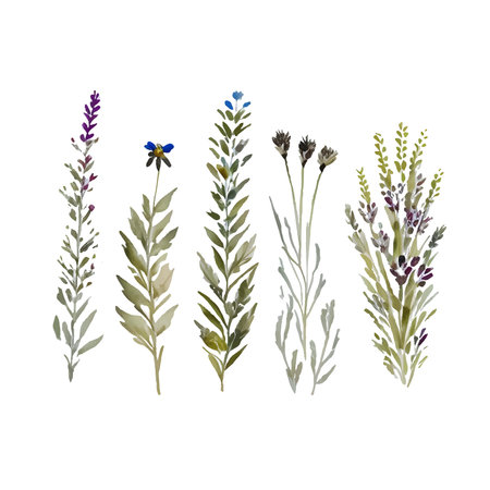 Dried grass floral, Wildflowers, herbs painted in watercolor. Botanical elements isolated on white. Wedding invitation, greeting, card, printのイラスト素材