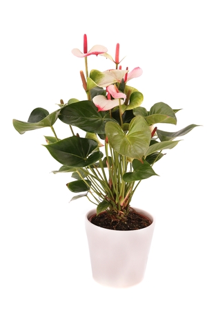 White anthurium (laceleaf) plant in a white ceramic flowerpot isolated on white backgroundの写真素材