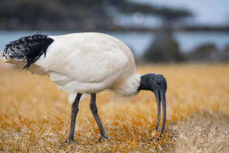 Australian White Ibis standing on grass field. Threskiornis molucca