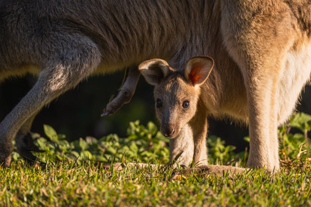 Close-up shot of a baby kangaroo poking its head out of its mothers pouchの写真素材