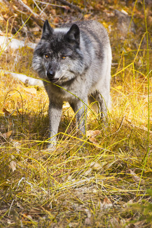 Orange Eyes of a Wild Canadian Wolf in Banff National Park, Canada