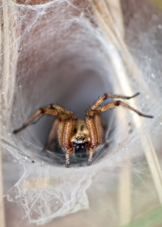 Wolf Spider (Lycosidae) in it's web, Cyprus.の写真素材