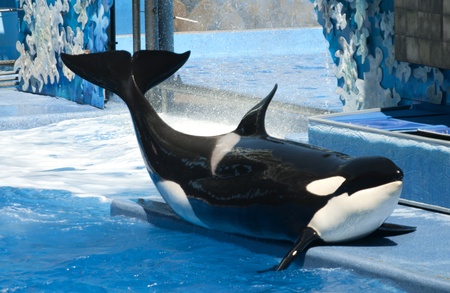 Orca (Killer) Whale at Seaworld, Florida, 9th October 2010. Seaworld Orlando attracts more then 6 million visitors a year.のeditorial素材