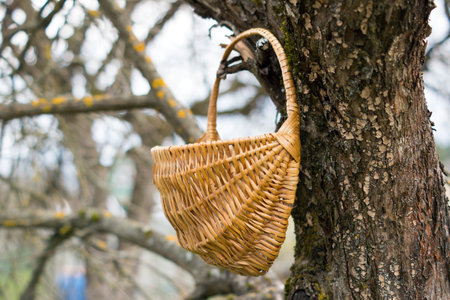 Basket hanged on a tree as bird feederの写真素材