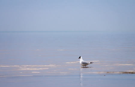 Lonely seagull in front of sea landscapeの写真素材