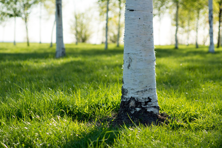 Closeup photo of single white birch in green meadowの写真素材