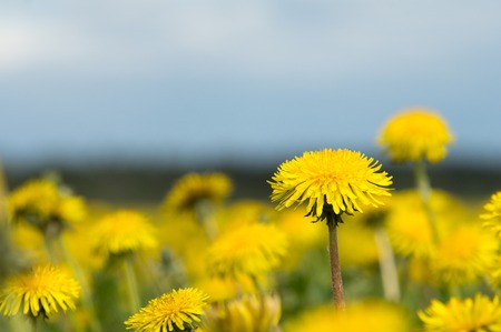 Close-up image of yellow blossoming dandelion under blue sky.の写真素材