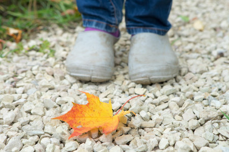 Kid in rainboots standing next to a fallen leafの写真素材