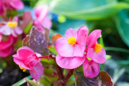 Purple Flowers in Springの写真素材