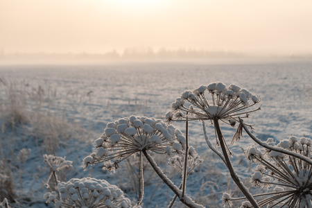 Close up view of frozen grass in winter fieldの写真素材